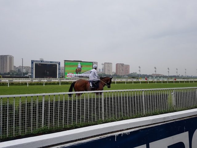 Dreden Almanya Hipodromu at yarışı tahminleri - 22 Mayıs 2020